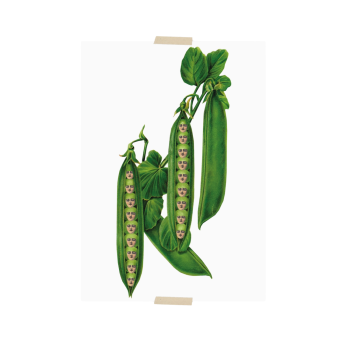 Postkaart collage doperwtjes | Lylies