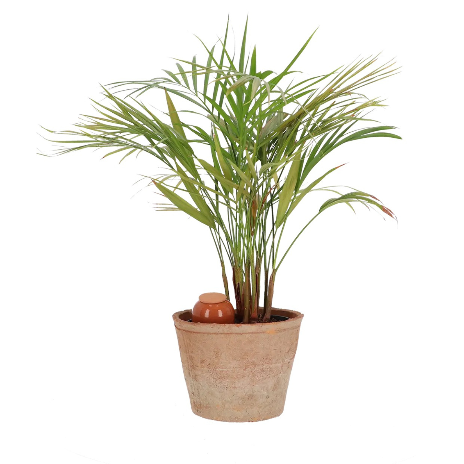 Olla Kamerplanten | Esschert Design